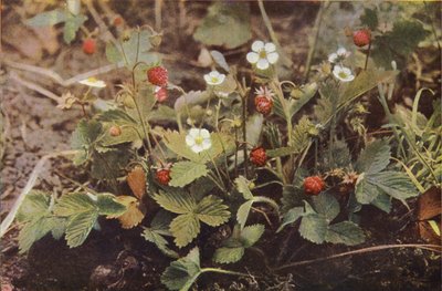 野の花：ワイルドストロベリー（カラー写真） 作： Charles Essenhigh Corke