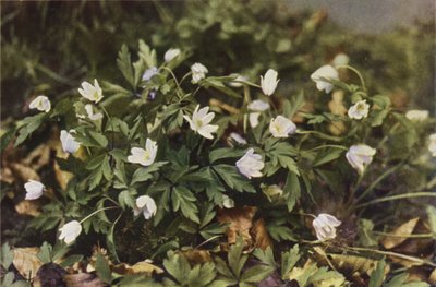 野の花：ウッドアネモネ（カラー写真） 作： Charles Essenhigh Corke