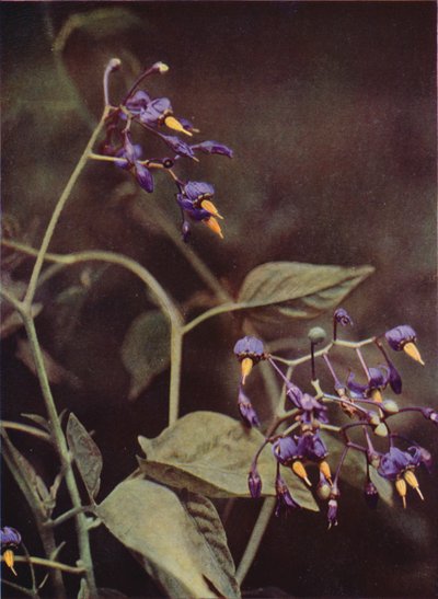 野の花：ウッディーナイトシェイド（カラー写真） 作： Charles Essenhigh Corke