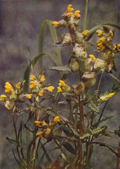 野の花：イエローガラガラ（カラー写真） 作： Charles Essenhigh Corke