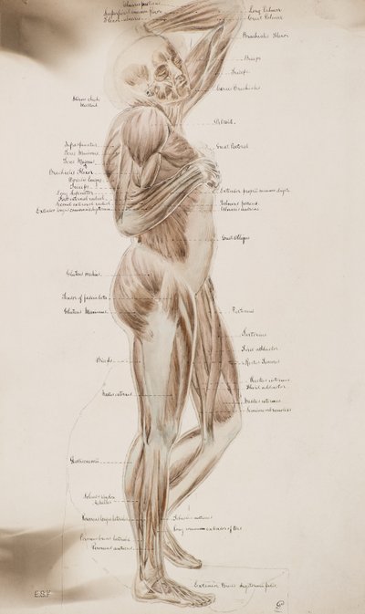 研究[人間の筋肉（キャプション付き）]、1884年頃（ウォッシュドローイング） 作： Charles Gustav Louis Phillips