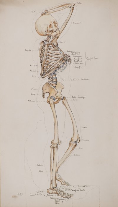 研究[人間の骨格（骨のキャプション付き）]、1884年頃（水彩） 作： Charles Gustav Louis Phillips