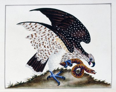 ヘビと猛禽類、1808-21 作： Charles Hayes