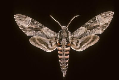 Agrius convolvuli/Bedding Sphinx/男性 作： Augustus Kollner