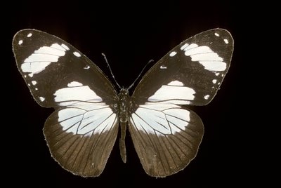 Amauris comorana 作： Augustus Kollner