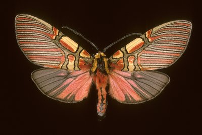 Anaxita constricta 作： Augustus Kollner