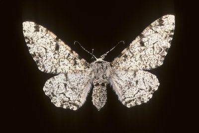 Betularia biston/Birch Phalene 作： Augustus Kollner