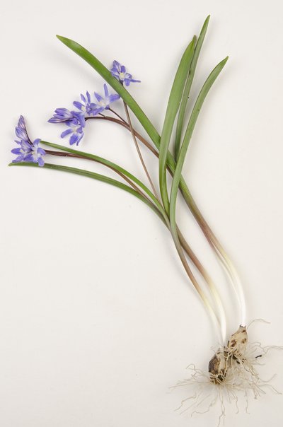 ボタニカルボード/Chionodoxa forbesii/Chionodoxa luciliae/Glory of Snow 作： Augustus Kollner