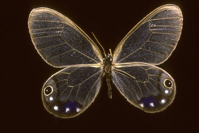 Cithaerias esmeralda/Esmeralda 作： Augustus Kollner