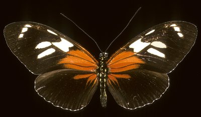 Heliconius burneyi catherina/Heliconie 作： Augustus Kollner