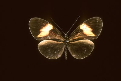 Heliconius melpomene/Heliconie melpomene 作： Augustus Kollner