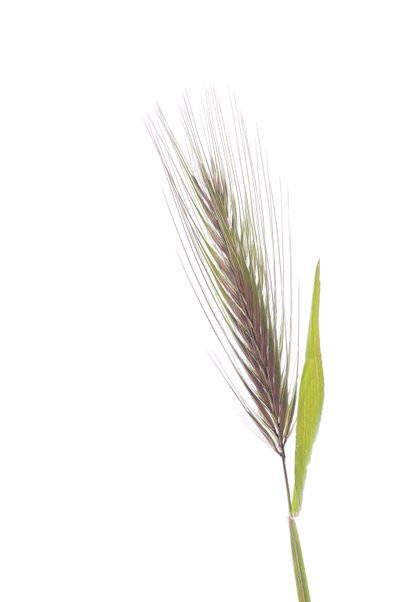 Hordeum murinum subsp.murinum/ラットオオムギ 作： Augustus Kollner