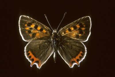 Lycaena phlaeas/コモン・コッパー 作： Augustus Kollner