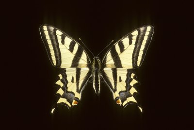 Papilio alexanor/Alexanor 作： Augustus Kollner