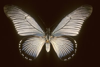Papilio zalmoxis/Sailboat blue 作： Augustus Kollner