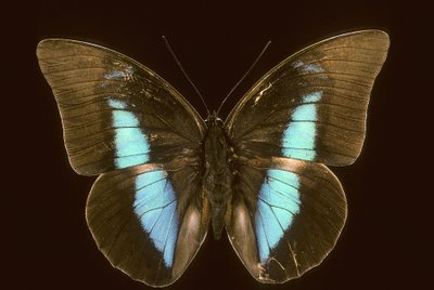 Prepona domophora 絶滅 作： Augustus Kollner