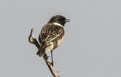 ノビタキ（Saxicola torquata/Dawler/Common Stonechat 作： Augustus Kollner