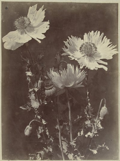 ケシの花のある静物 作： Charles Hippolyte Aubry