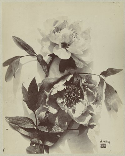 牡丹の花のある静物 作： Charles Hippolyte Aubry