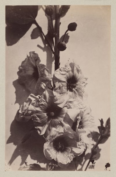 タチアオイのある花の静物 作： Charles Hippolyte Aubry
