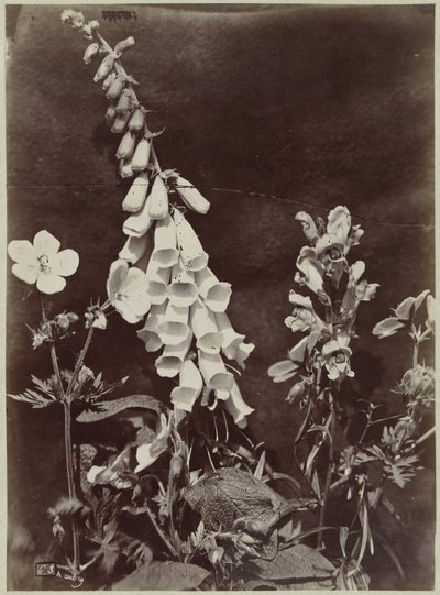 ジギタリスのある花の静物 作： Charles Hippolyte Aubry