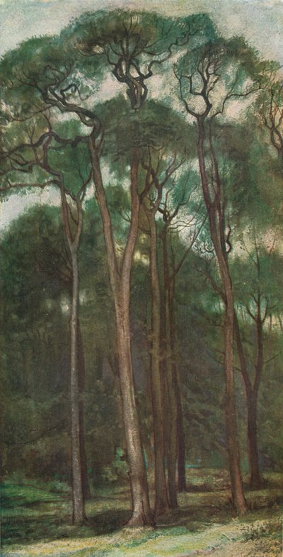 木の研究、c1900 1903-1904 作： Charles Holroyd