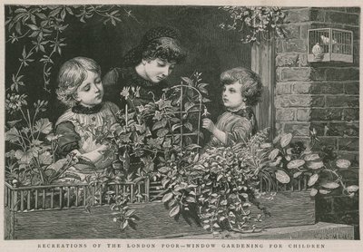 ロンドンの貧しい人たちの再現。子供たちのための窓辺のガーデニング（エングレービング 作： Charles J. Staniland