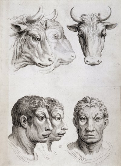 人と牛の比較 作： Charles Le Brun