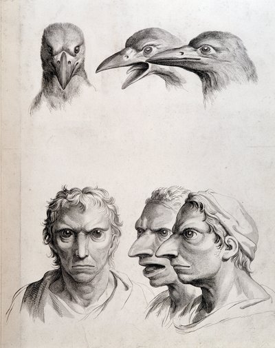 鳥と "人間鳥 "のプロフィール - ルブランの「動物と比較した人間の人相学の考察」にて 作： Charles Le Brun
