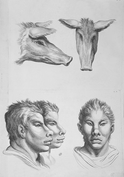 イーゼルの頭と男の類似性、ル・ブランの「描き始めた人のためのポートレートブック」から 作： Charles Le Brun