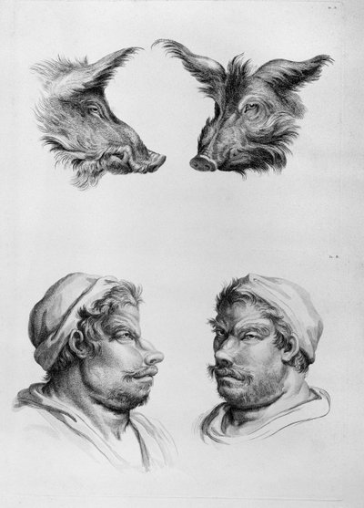 イノシシの頭と男の類似点、ルブランの「描き始めた人のための肖像本」から 作： Charles Le Brun