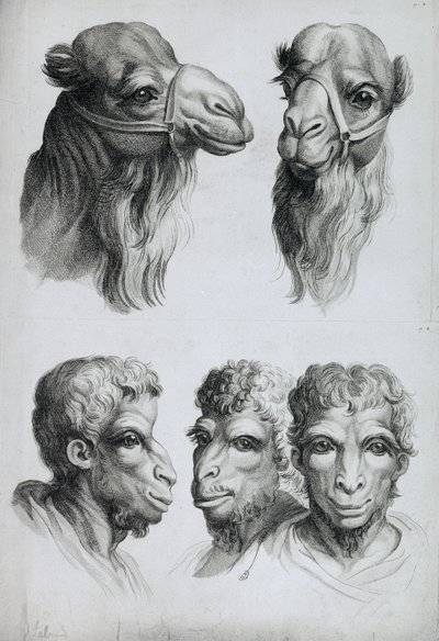 ラクダの頭と男の類似点、ルブランの「描き始めた人のための肖像本」から 作： Charles Le Brun
