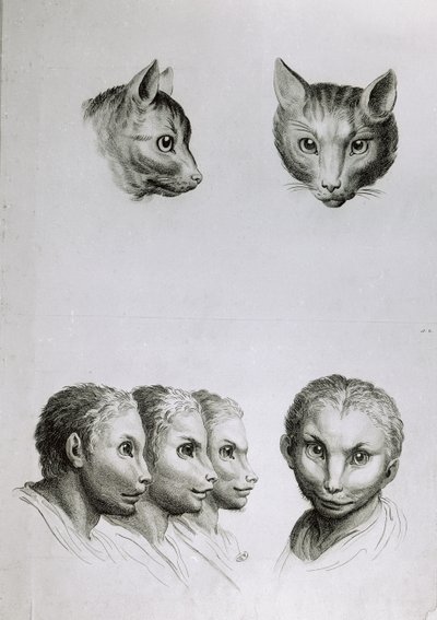 猫の頭と男の類似点、ル・ブラン著「描き始めた人のための描写本」より 作： Charles Le Brun