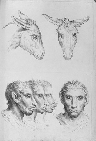 ロバの頭と男の類似点、ルブランの「描き始めた人のための描写本」から 作： Charles Le Brun