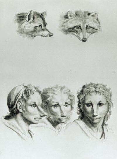 キツネの頭と男の類似点、ルブランの「描き始める人々のための描写本」から 作： Charles Le Brun