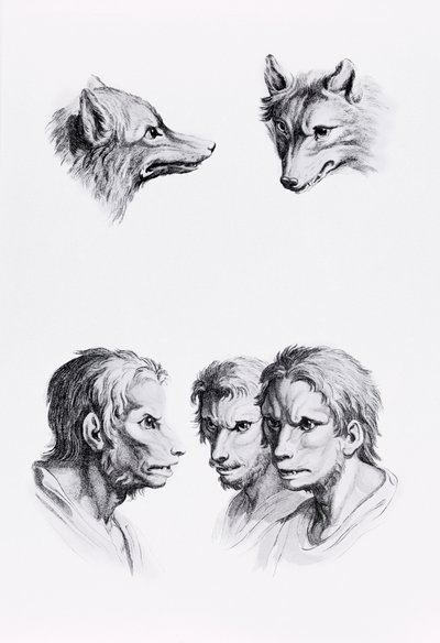 オオカミの頭と男の類似点、ル・ブラン著「描き始めた人のための肖像本」から 作： Charles Le Brun