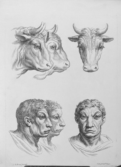 牛の頭と男の類似点、ルブランの「描き始める人々のための描写本」から 作： Charles Le Brun