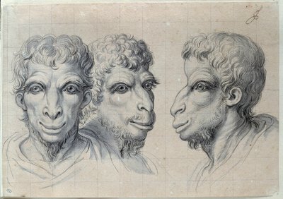 ラクダの人相を想起させる三人の男性の頭部の習作 シャルル・ルブラン（ル・ブラン）（1619-1690）による素描 17世紀寸法0.22x0.32 m パリ、ルーヴル美術館 作： Charles Le Brun