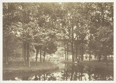 無題、c。 1850. [パリの公園、ブローニュの森の水辺の木々]。 作： Charles Marville