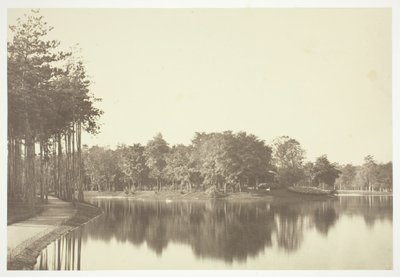 無題、c。 1850. [パリの公園、ブローニュの森の水辺の木々]。 作： Charles Marville