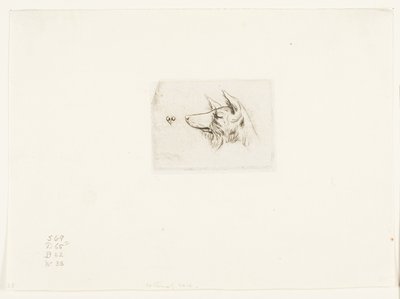 ニューホランド犬の頭 作： Charles Meryon