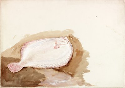 平らな魚の研究（ボディカラー） 作： Charles Napier Hemy