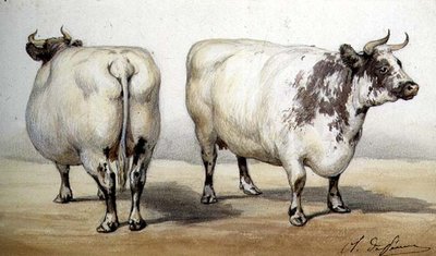 長角牛2頭の習作（水彩画 作： Charles Oliver de Penne