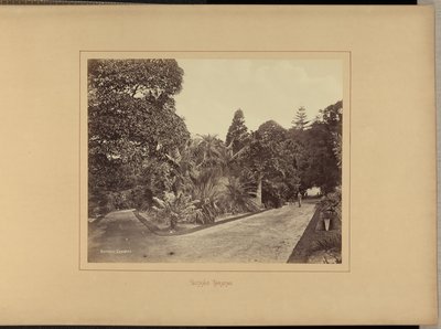 植物園 作： Charles Percy Pickering
