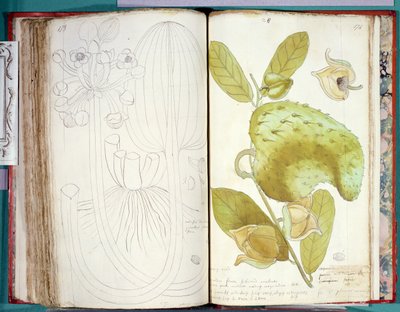 23カルダモンさん、アンティル諸島とサントドミンゴの植物に関する原稿から 作： Charles Plumier