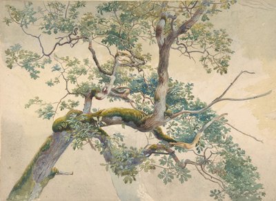 木の枝、1852-1908。 作： Charles Reginald Aston