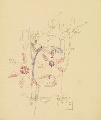イクシアス 作： Charles Rennie Mackintosh