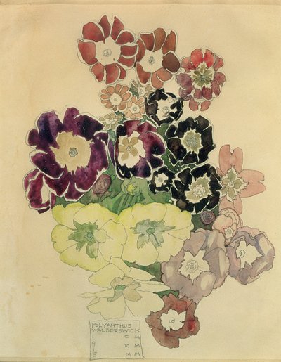 ポリアンサス、ウォルバーズウィック、1915 作： Charles Rennie Mackintosh