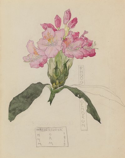 シャクナゲの研究 作： Charles Rennie and MacDonald Mackintosh Margaret Mackintosh
