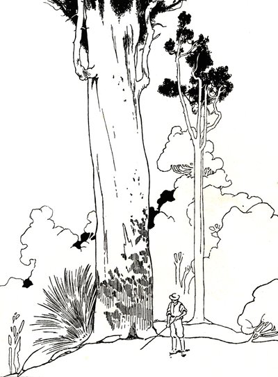 カウリの木、1912 作： Charles Robinson